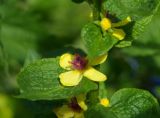 род Verbascum