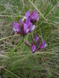 Astragalus angustissimus