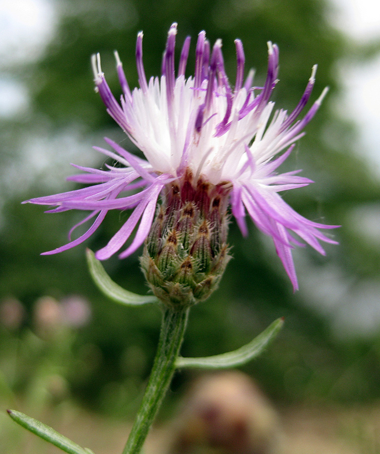 Изображение особи Centaurea borysthenica.