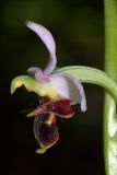 Ophrys oestrifera. Цветок. Краснодарский край, г/о Новороссийск, щель Кравченкова В оз. Сукко (Кипарисовое озеро), пойменный лес. 16 мая 2019 г.