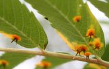 Sorbus aucuparia. Часть листа с эциями ржавчинного гриба из рода Gymnosporangium (вид с нижней стороны листа). Архангельская обл., Приморский р-н, ур. Куртяево, пойма. 21.08.2010.