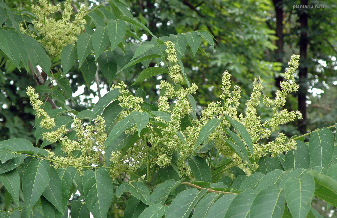 Изображение особи Ailanthus altissima.