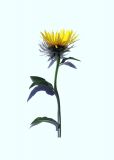 Inula hirta