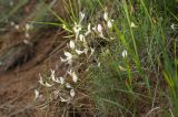 Astragalus ucrainicus