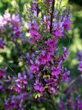 Indigofera heterantha