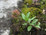 Veronica vendettadeae