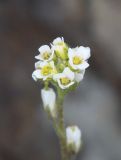 Draba cana. Соцветие. Алтай, Кош-Агачский р-н, Курайский хр., долина р. Тыдтуярык, каменистое русло. 13 июня 2022 г.