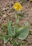 Ligularia alpigena