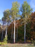 Populus tremula