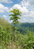 Fraxinus excelsior