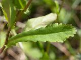 Leucanthemum ircutianum. Лист (адаксиальная сторона). Мурманская обл., п-ов Средний, устье р. Выкат, береговой склон, разнотравный луг. 12.07.2023.