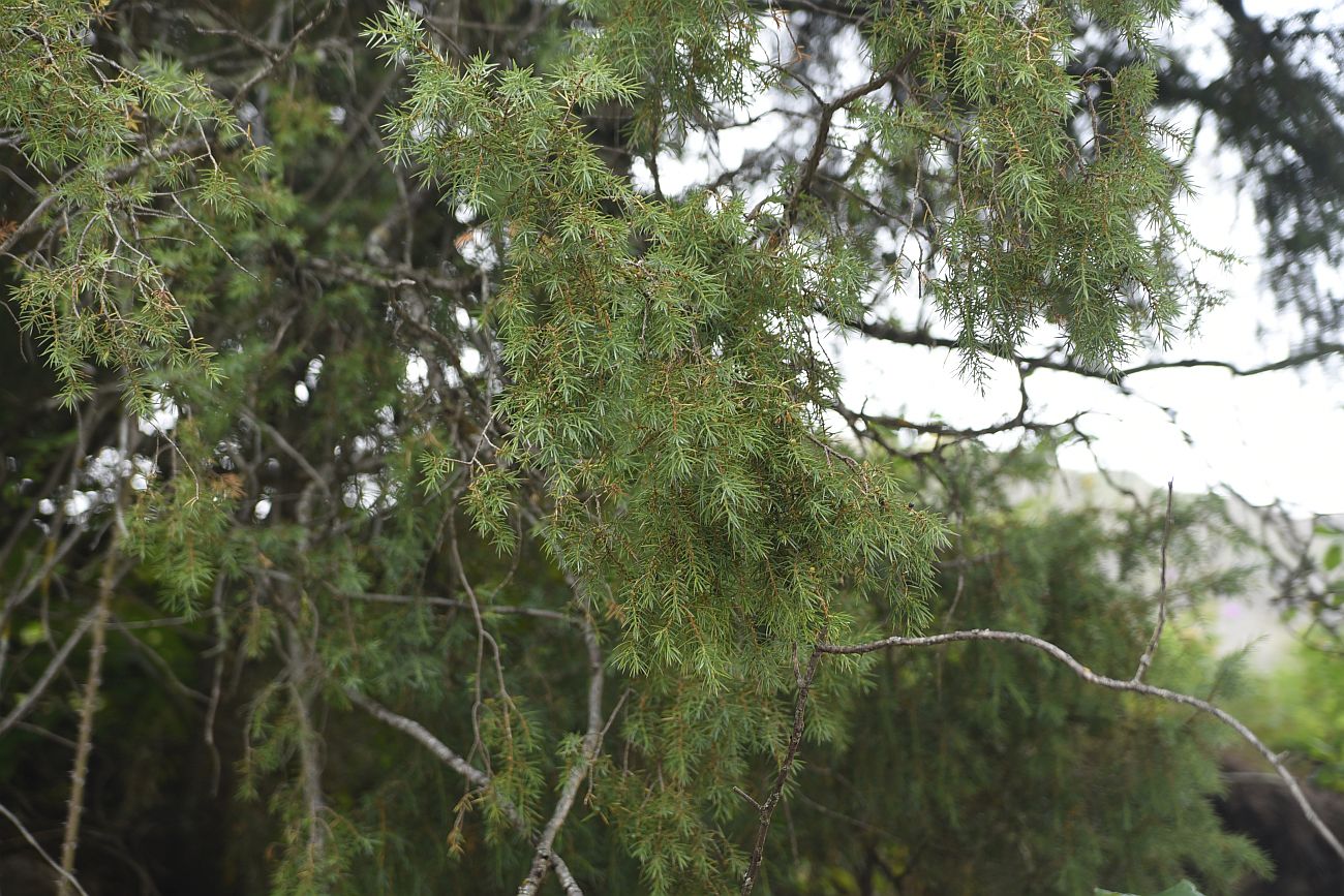 Изображение особи Juniperus oblonga.