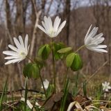 Anemone raddeana. Цветущие растения. Южное Приморье, Чёрные горы, заповедник \"Кедровая падь\". 10.04.2008.