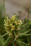 Pedicularis pubiflora