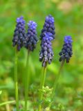 Muscari neglectum