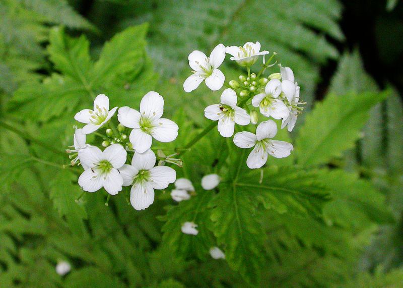 Изображение особи Cardamine macrophylla.