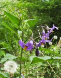 Solanum kitagawae