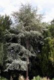 Cedrus atlantica