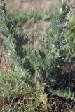 Handelia trichophylla. Прикорневая часть растения. Южный Казахстан, нижний Боролдай, 2 км выше пос. Коктюбе. 02.06.2012.