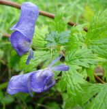 Aconitum sczukinii