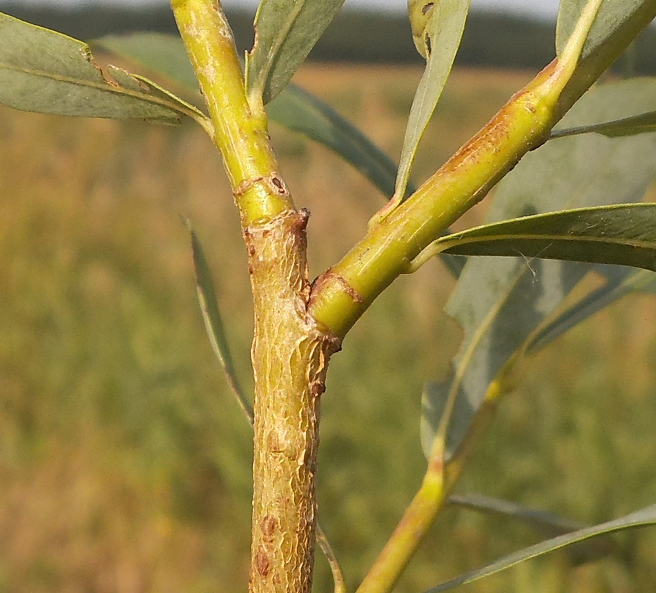 Image of Salix vinogradovii specimen.