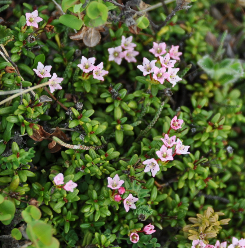 Изображение особи Loiseleuria procumbens.