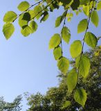 Betula raddeana