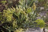 Crithmum maritimum. Незрелые соплодия и листья. Греция, Ионическое море, о. Лефкас, г. Λευκάδα (Лефкас), берег лимана. 20.09.2013.