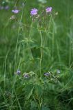 Geranium sylvaticum