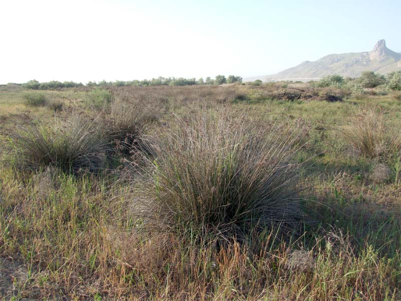 Изображение особи Juncus acutus.