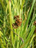 Juncus conglomeratus