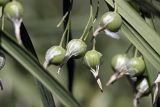 Polygonatum sewerzowii