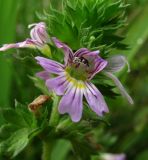 Euphrasia brevipila