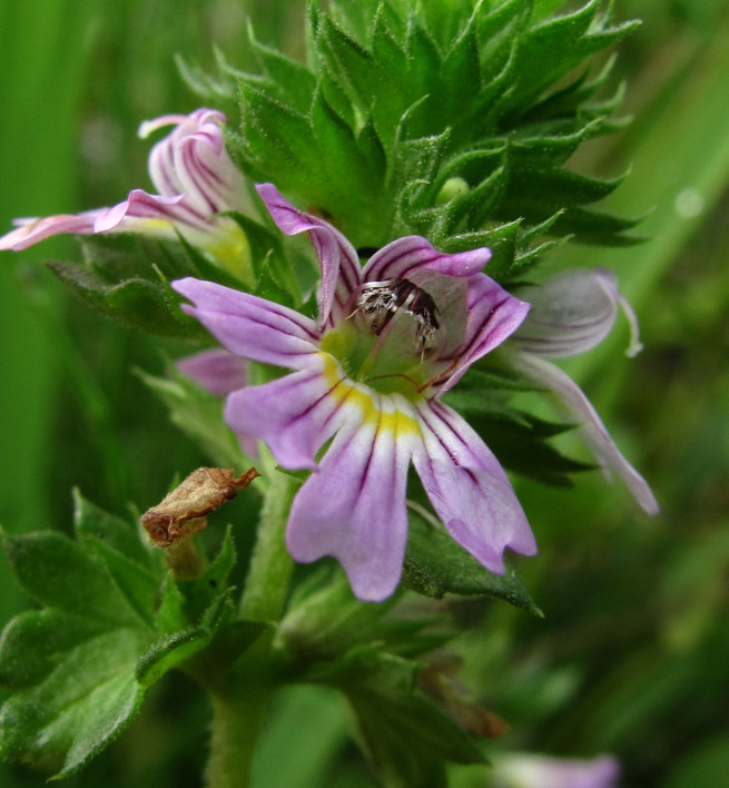 Изображение особи Euphrasia brevipila.