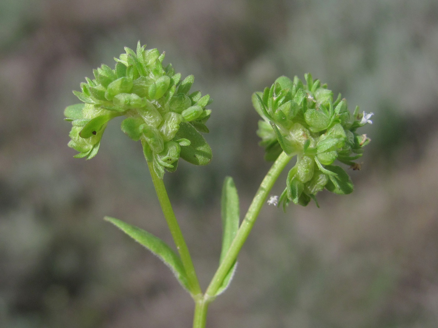 Изображение особи Valerianella locusta.