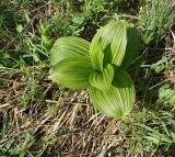 Veratrum nigrum