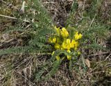 Astragalus buchtormensis