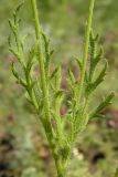 Papaver stevenianum. Средняя часть растения со стеблевыми листьями и боковым побегом. Украина, г. Луганск, балка Калмыцкий яр, верхняя часть степного склона с выходами мело-мергельной породы и рудеральной растительностью. 05.05.2016.