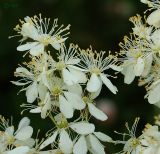 Filipendula vulgaris