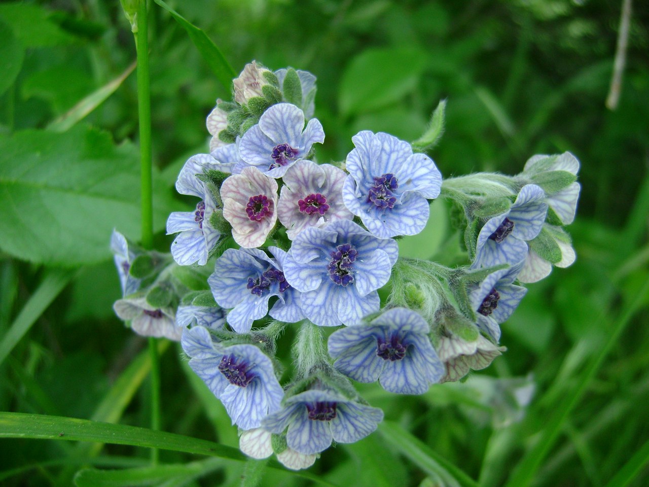 Изображение особи Cynoglossum creticum.