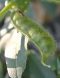 Vicia narbonensis