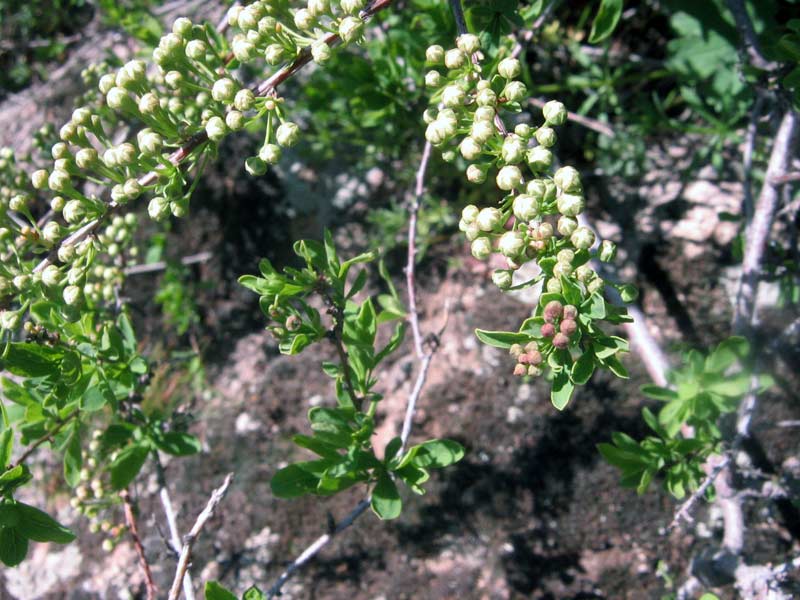 Image of Spiraea hypericifolia specimen.