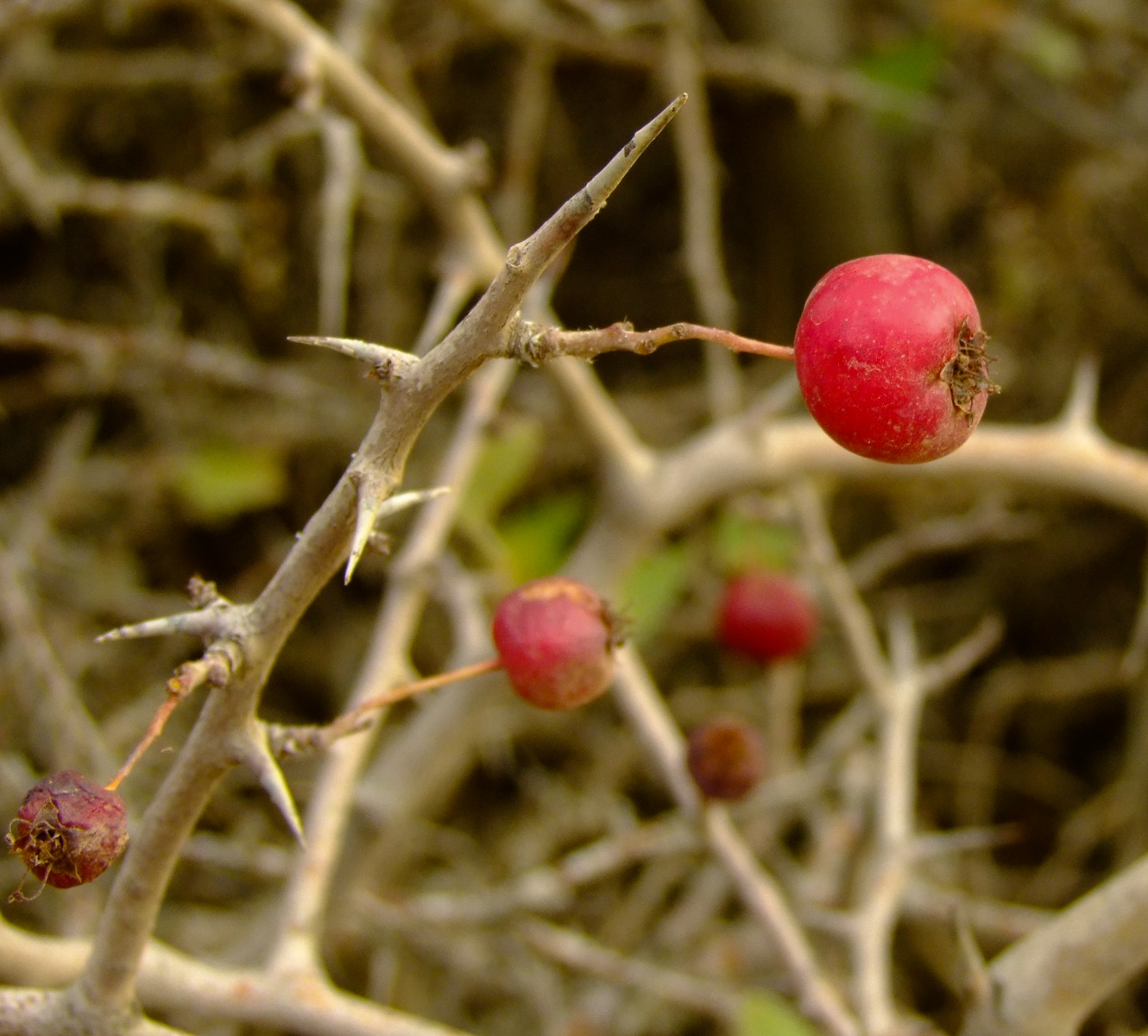 Изображение особи Crataegus &times; sinaica.