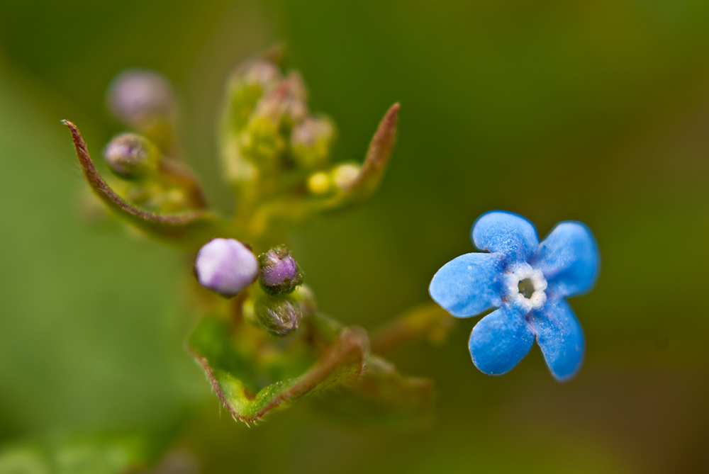 Изображение особи Brunnera sibirica.