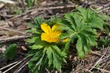 Trollius ranunculinus. Цветущее растение. Республика Адыгея, левый берег р. Курджипс чуть выше Каскадного водопада на левом притоке и в 500 м выше по течению относительно Овечей пещеры. 01.05.2018.