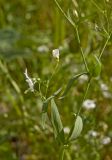 Gypsophila elegans. Средняя часть цветущего растения с пазушным побегом. Пермь, Свердловский р-н, на сильно заросшем газоне около жилого дома. 5 июля 2018 г.