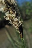 Carex disticha. Нижняя часть соцветия с пестичными колосками. Нидерланды, провинция Утрехт, окр. деревни Бюнник, заболоченный берег небольшой протоки. 2 июня 2010 г.