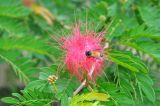 Calliandra haematocephala