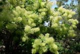 Cotinus coggygria