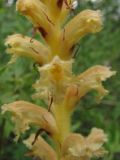 Orobanche lutea форма pallens. Часть соцветия. Крым, с. Перевальное, окр. Аянского вдхр. 6 июля 2010 г.